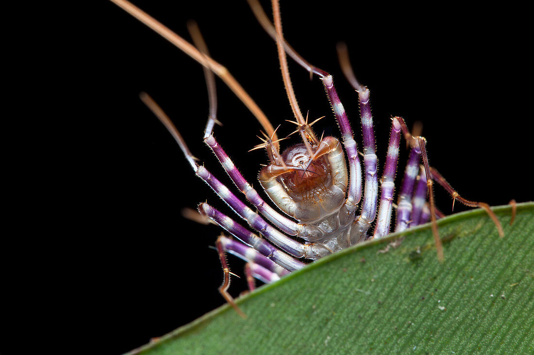 Centipede head