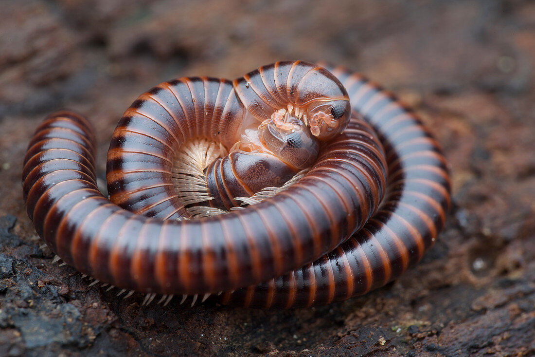 Millipedes mating