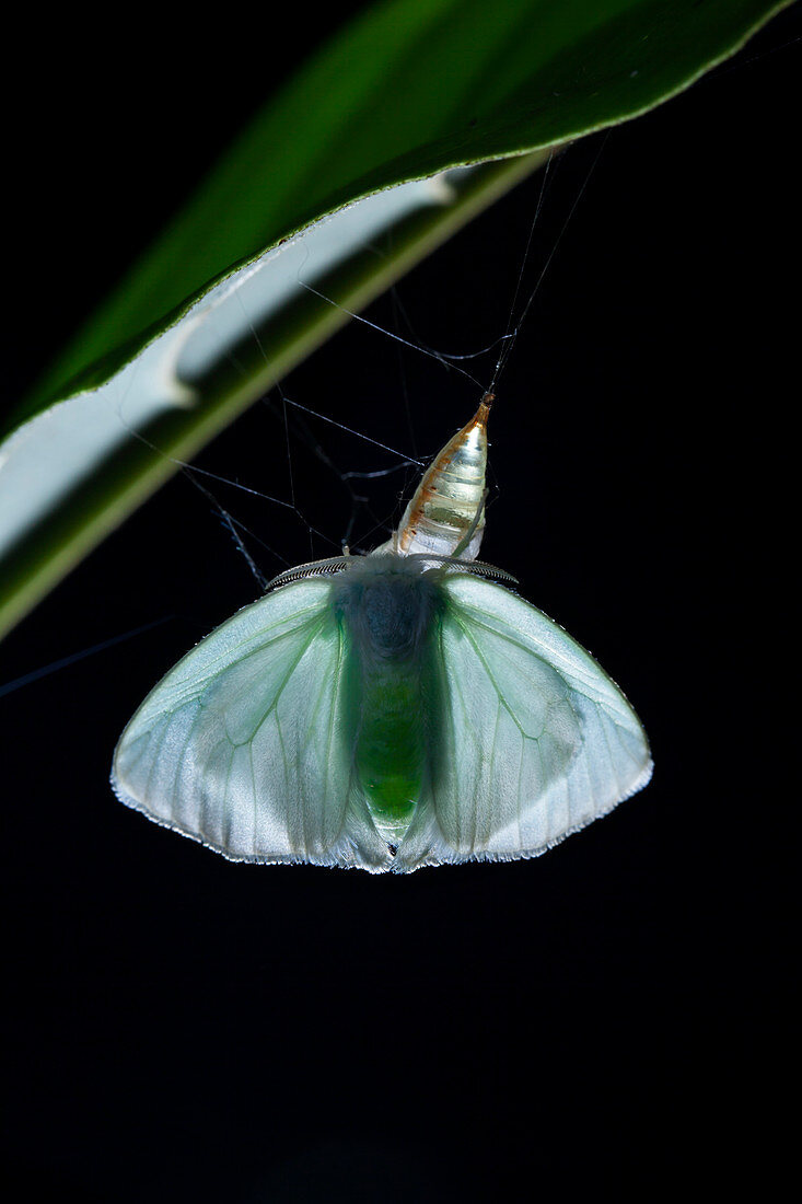 Emerging adult moth