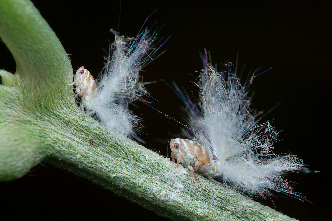 Planthopper nymph