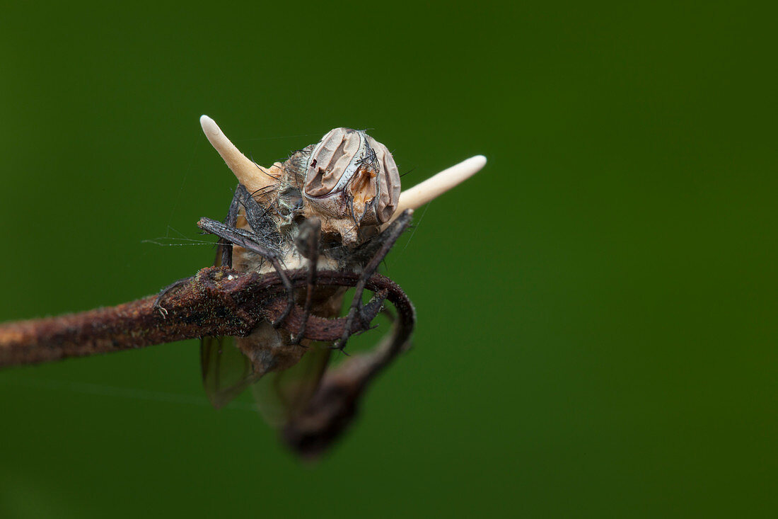 Fly killed by a parasitic fungus