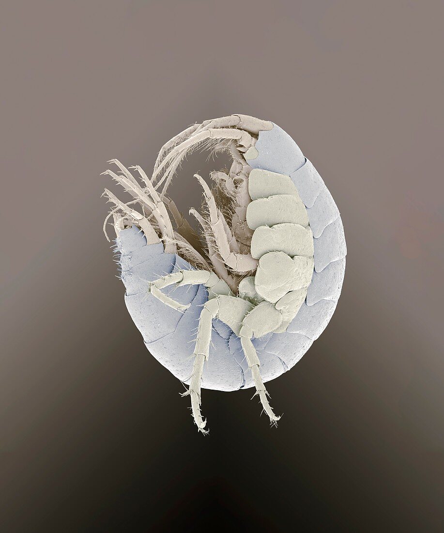 Amphipod crustacean,SEM