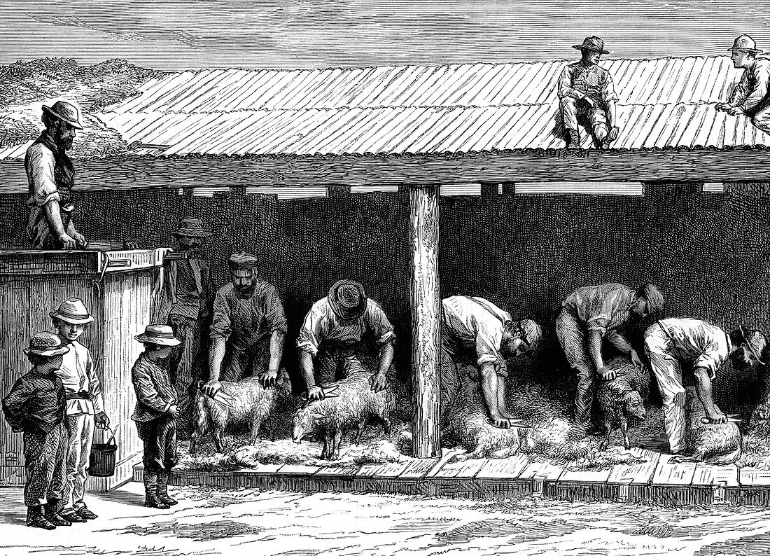 19th Century Australian sheep shearing