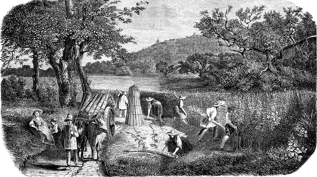 19th Century hemp farming,illustration
