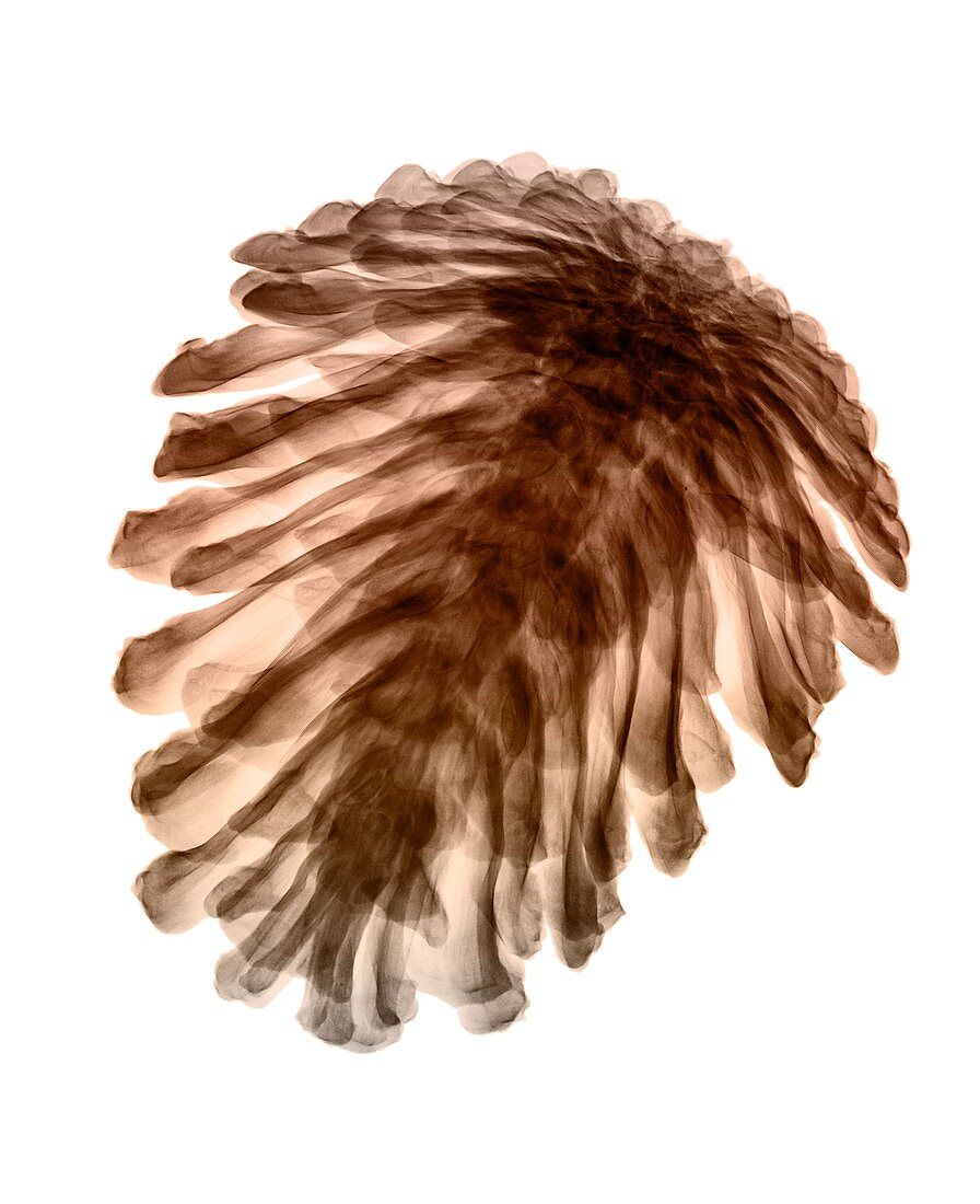 Pine cone,X-ray