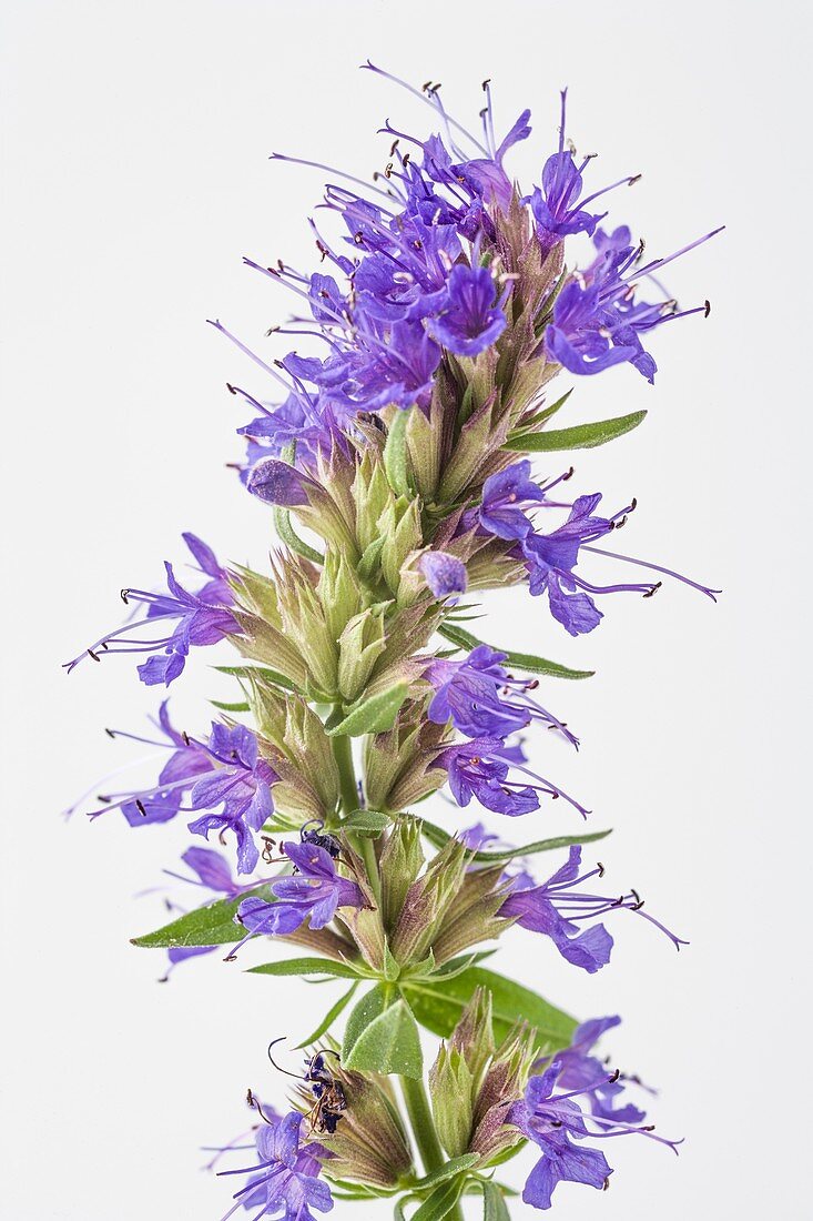 Hyssop (Hyssopus officinalis) in flower