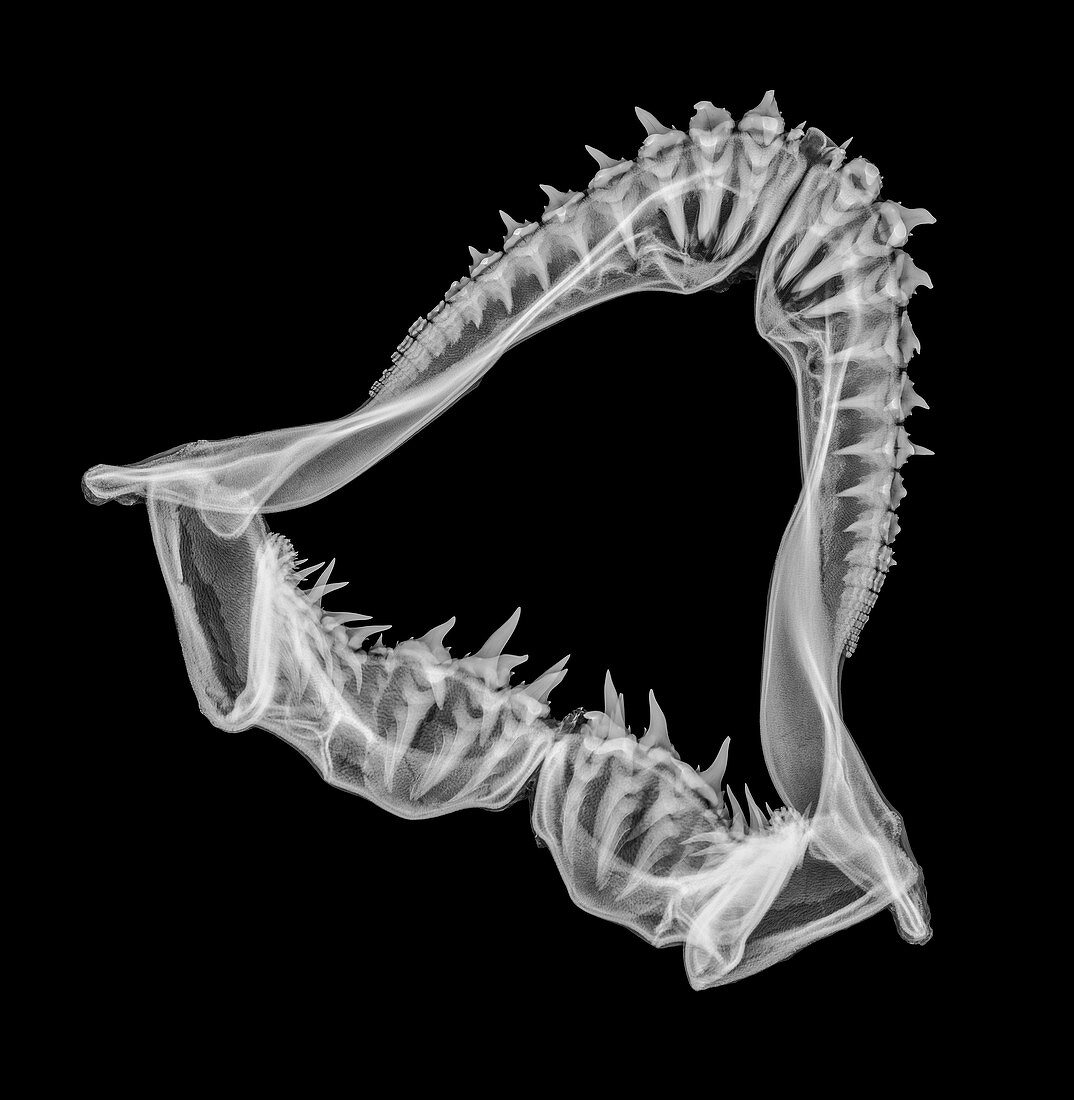 Shark jaw,X-ray