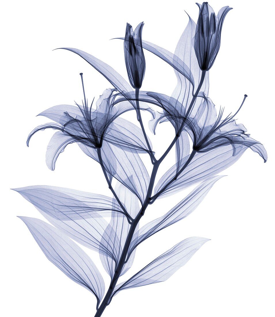 Lily in flower,X-ray