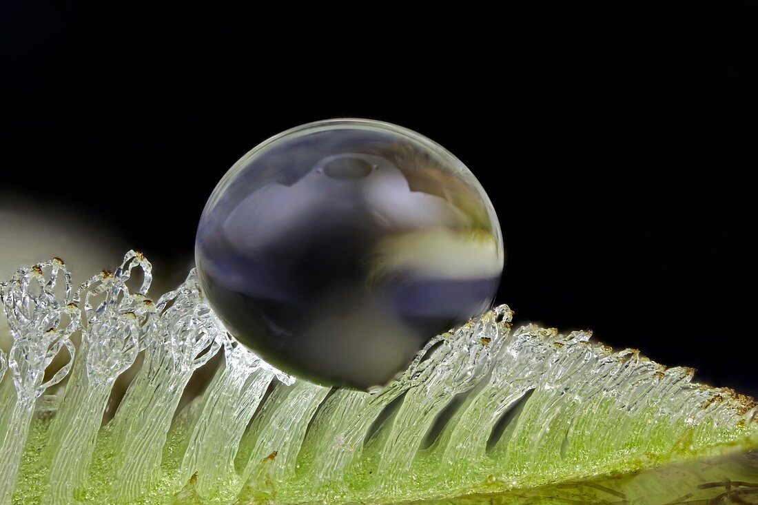 Water drop on Salvinia sp. trichomes