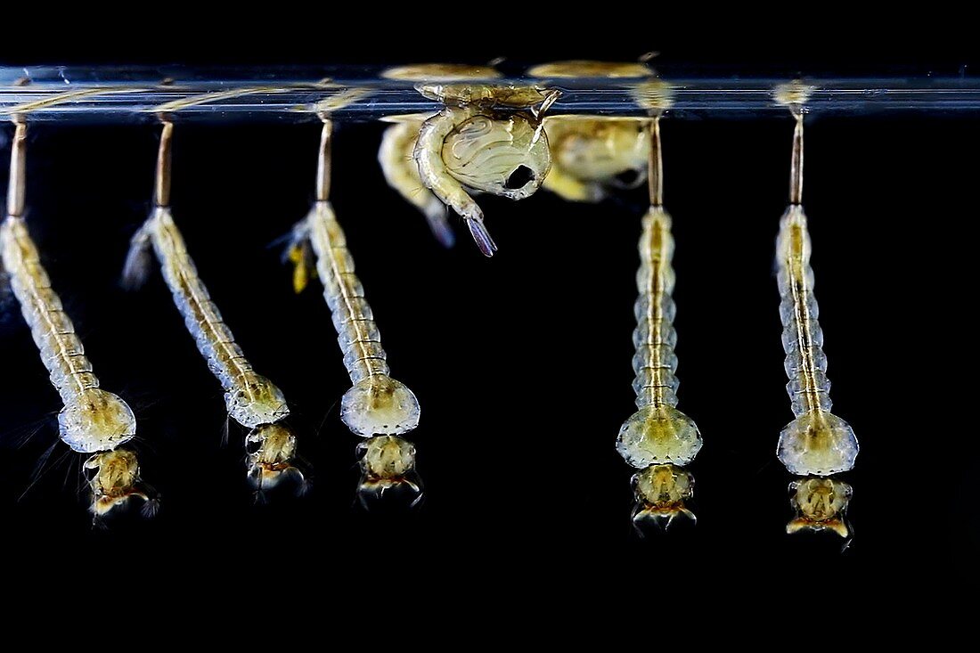 Mosquito larvae and pupae