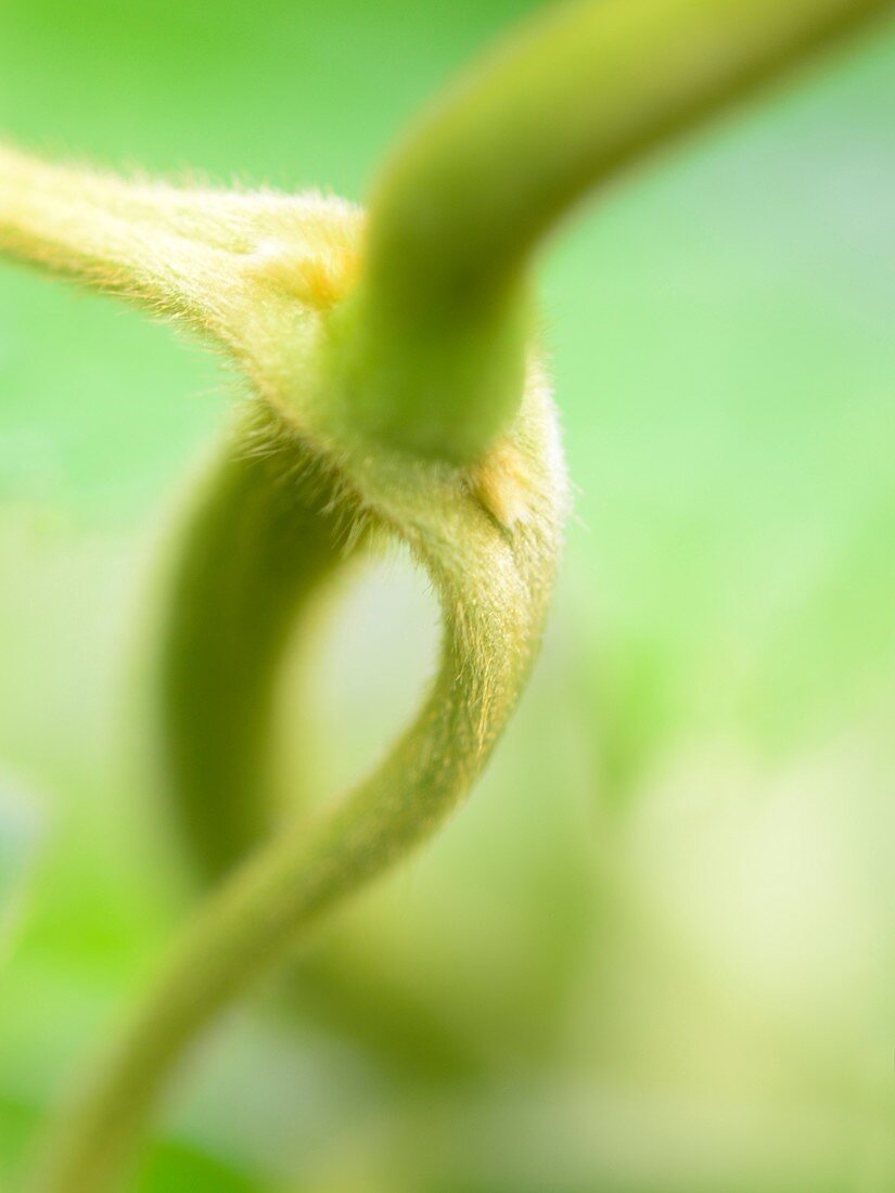 Hairy stalk of a climbing plant