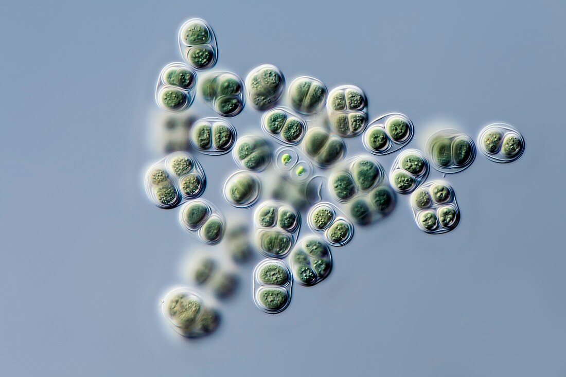 Chroococcus cyanobakteria,LM