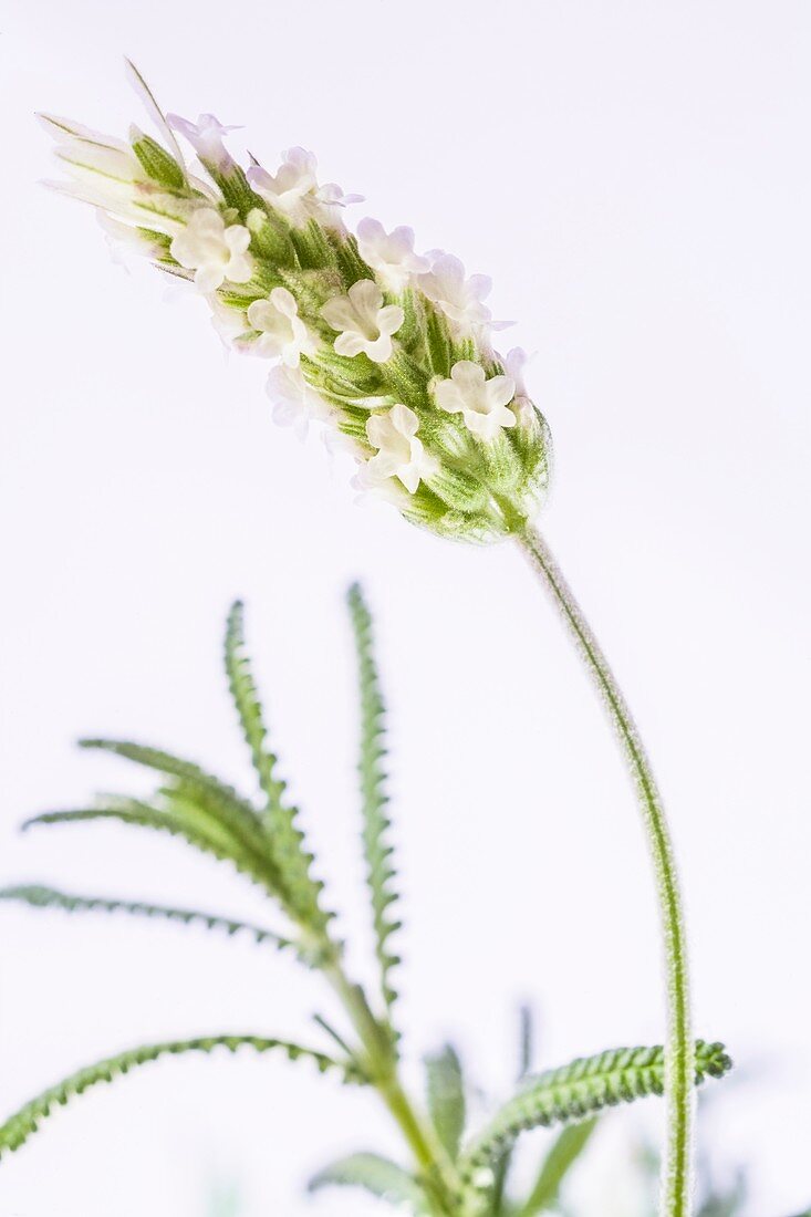 White lavender in flower