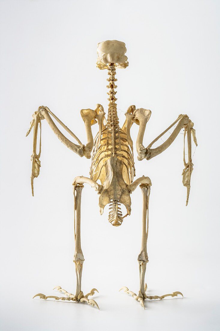 Peregrine falcon skeleton