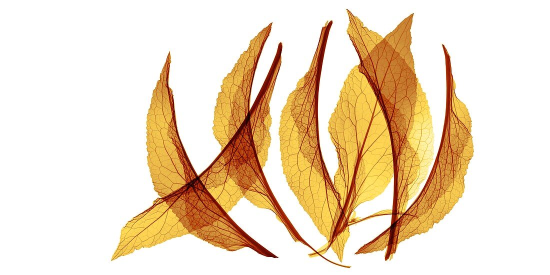 Foxglove (Digitalis sp.) leaves,X-ray