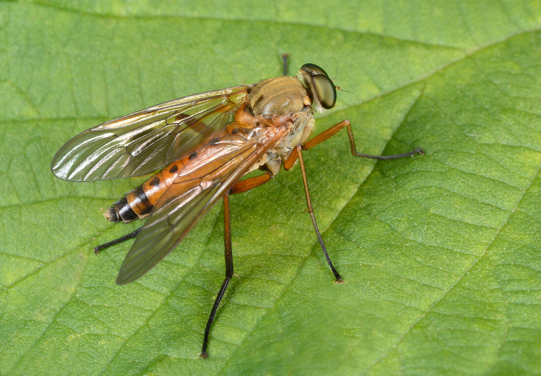 Marsh snipe-fly