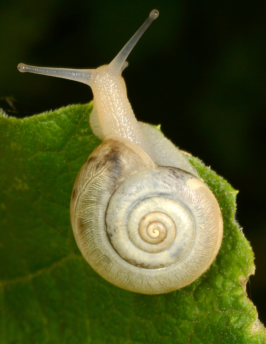 Kentish snail