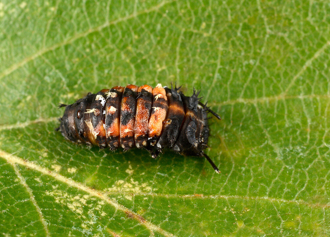 Harlequin ladybird larva early pupating