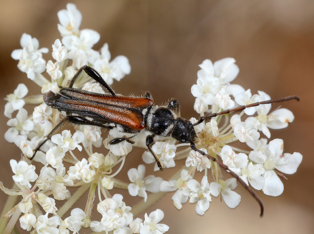 Round-necked-longhorn beetle