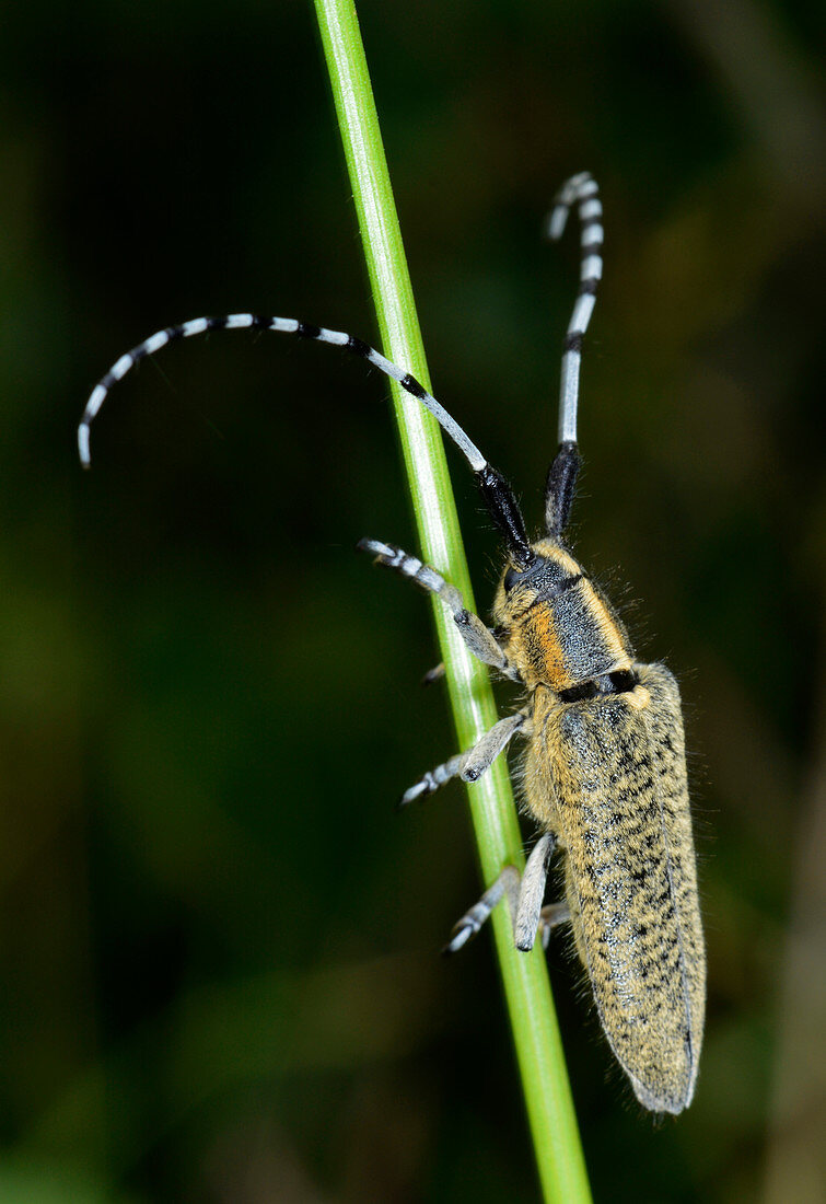 Golden-bloomed grey longhorn beetle