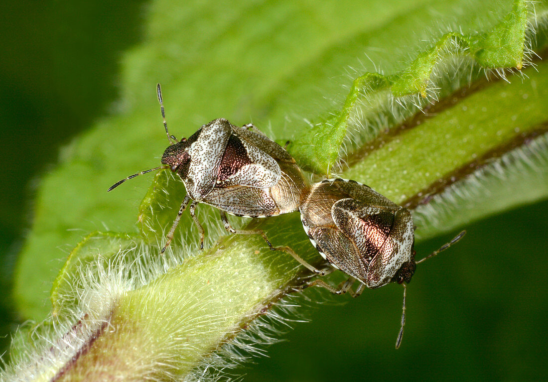 Bronze shieldbugs mating