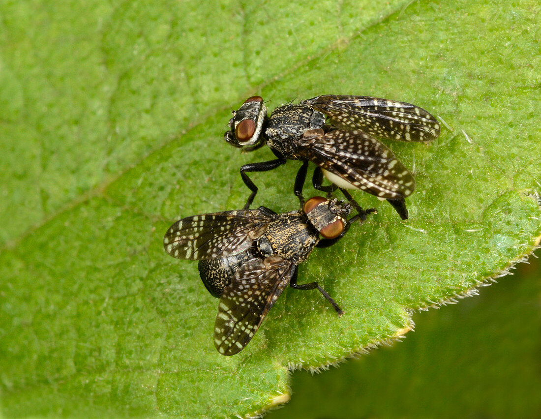 Signal flies mating