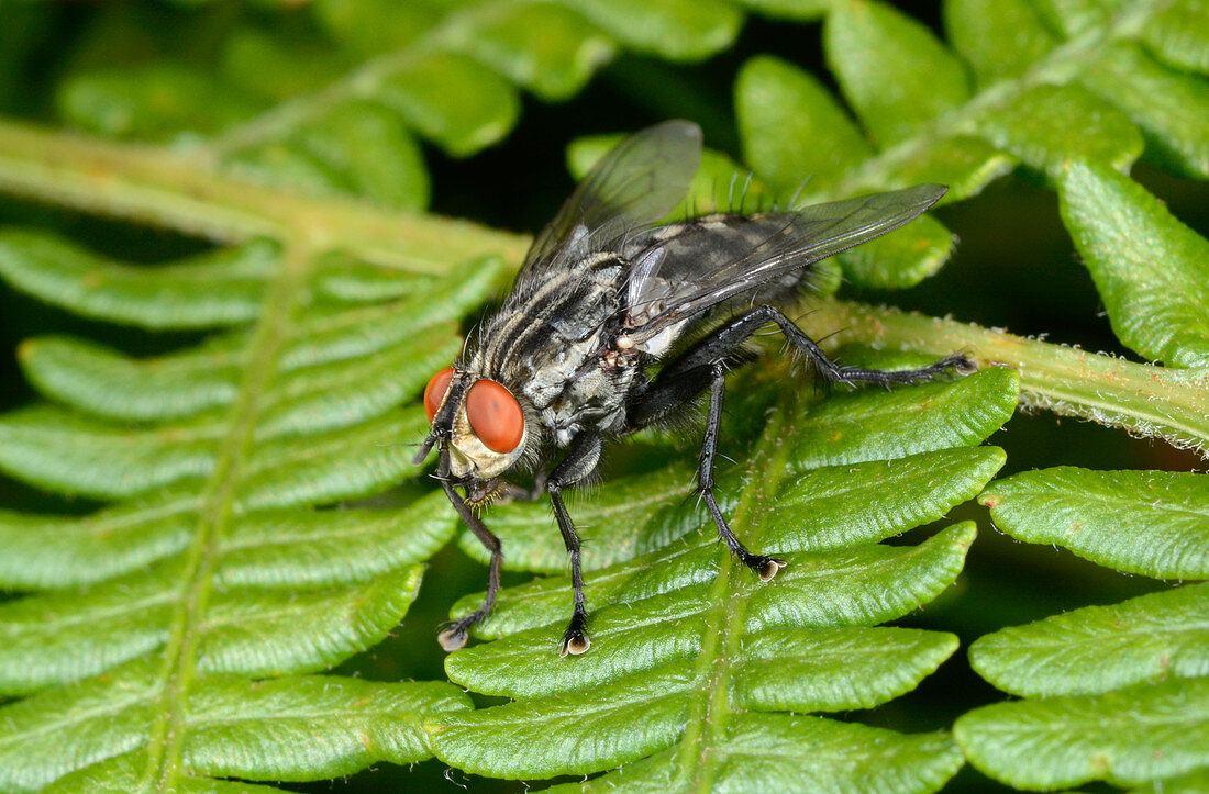 Muscid fly