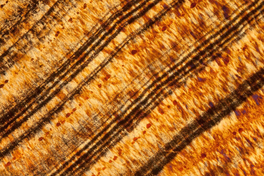 Agate,polarised light micrograph