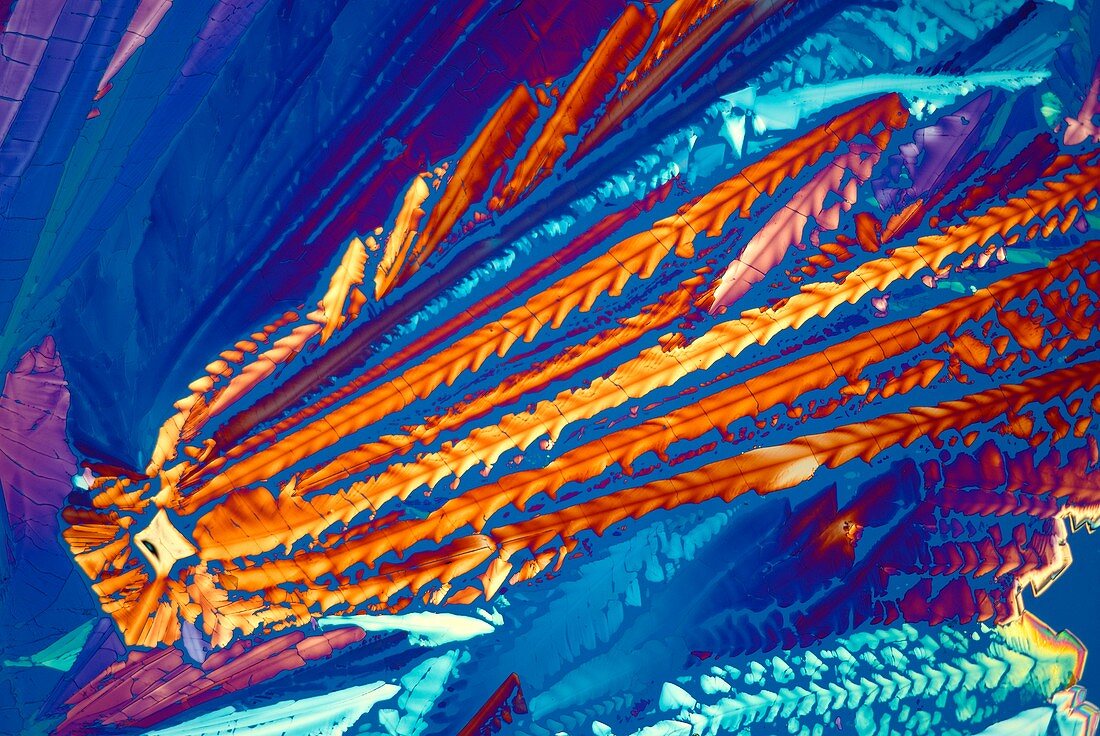 Asparagine crystals,light micrograph