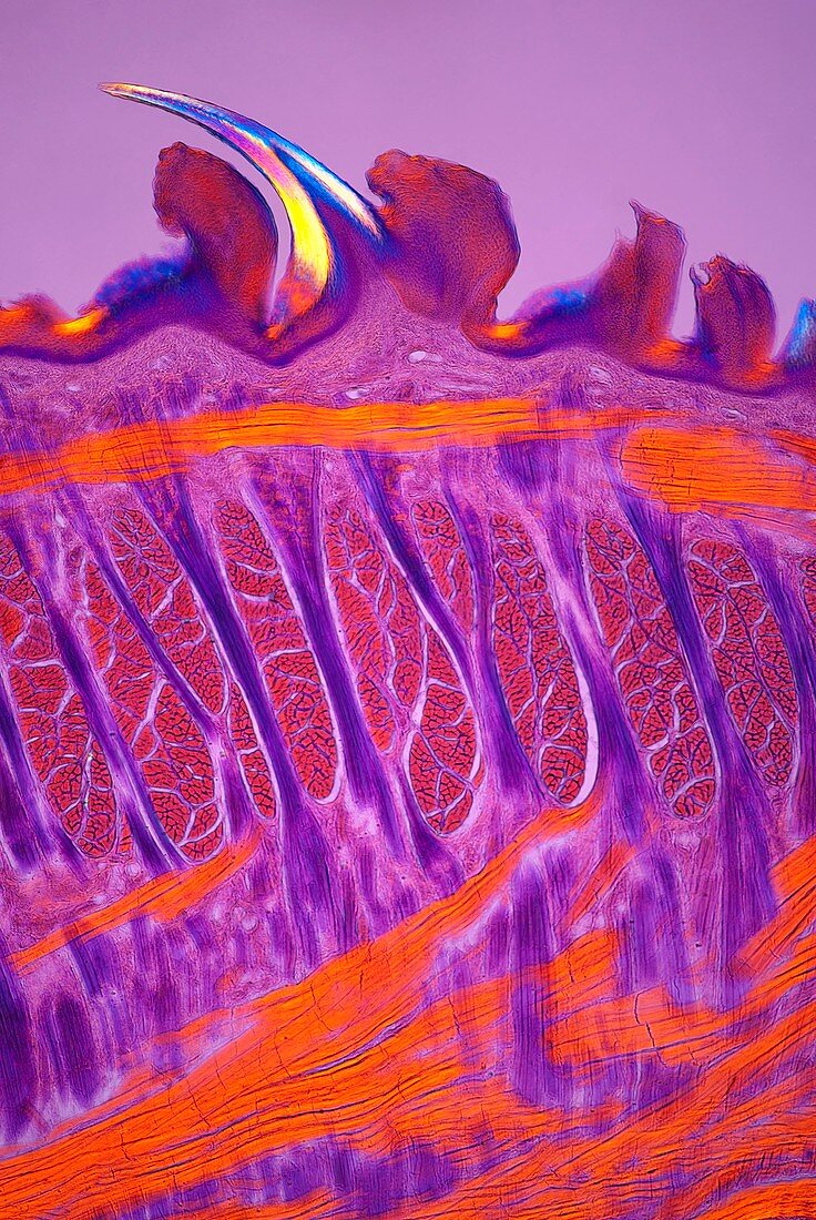 Cat tongue,polarised light micrograph