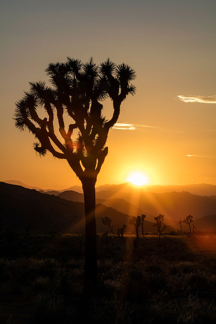 Joshua tree (Yucca brevifolia) at sunset
