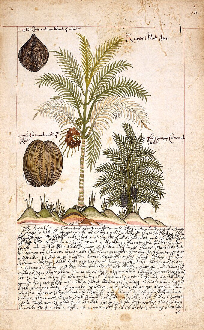 Coconut palm tree,illustration