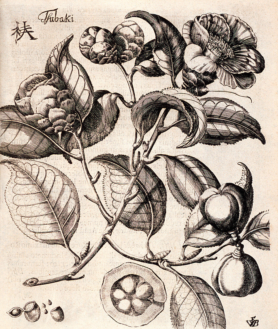 Camellia japonica flowers,illustration