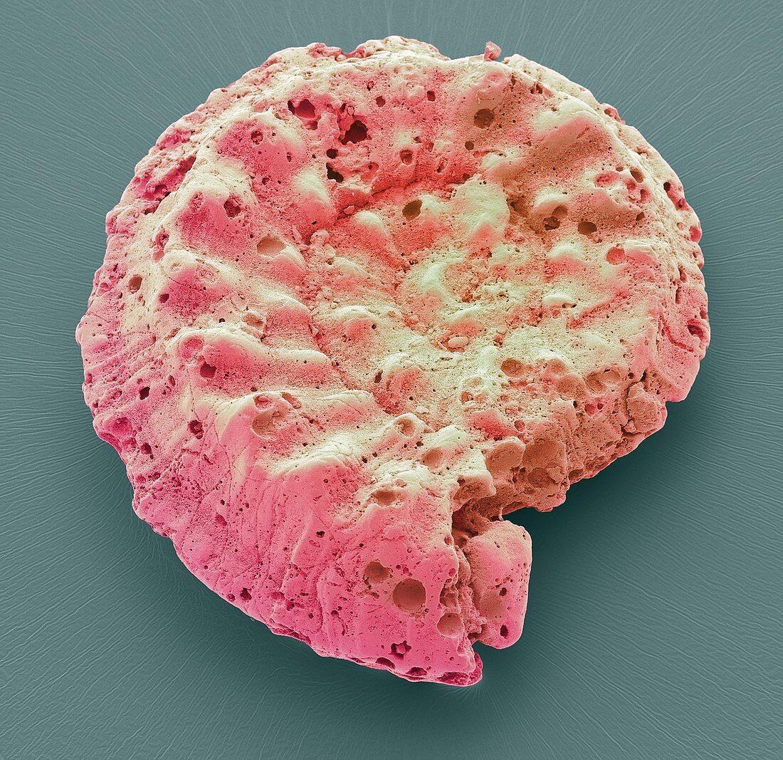 Foraminiferan microfossil,SEM