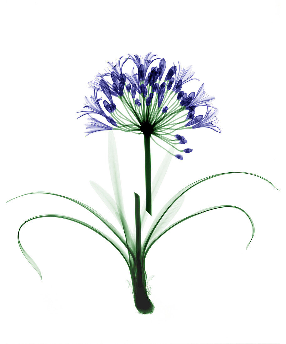 Agapanthus flower,coloured X-ray