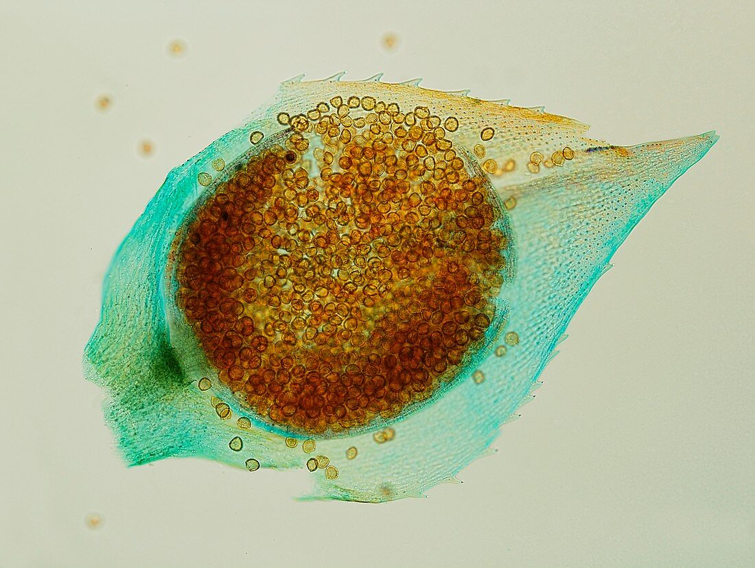 Spikemoss microsporangium