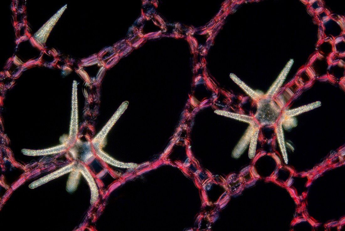 Water lily stem,light micrograph