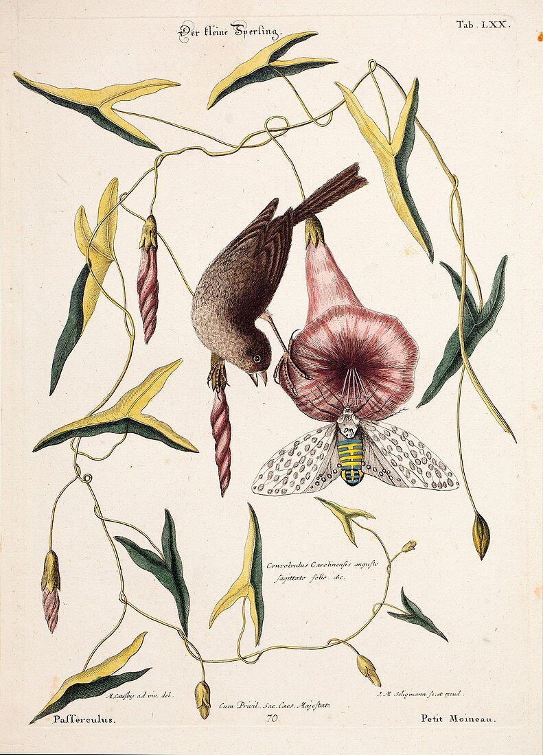 1768 Catesby Seligmann cicada bird plate