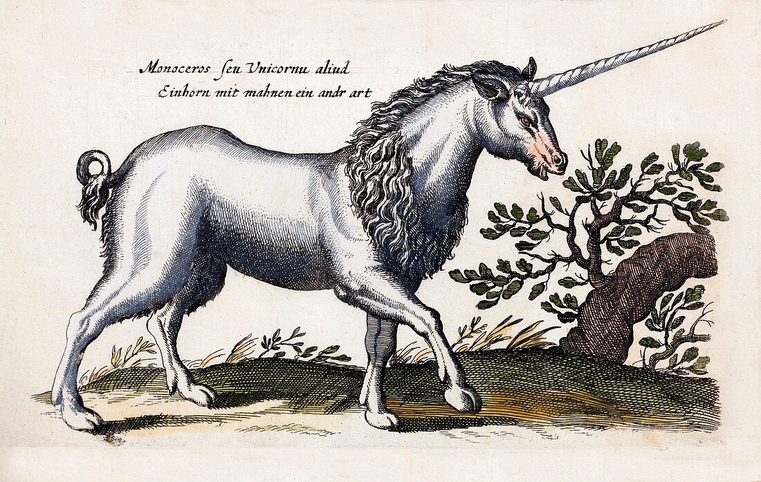 1657 Merian Unicorns monoceros