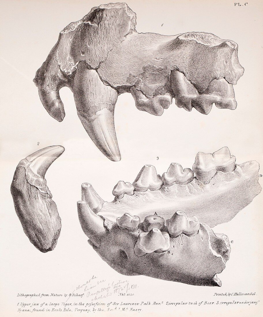 1825 John MacEnery fossils Kent's Cave