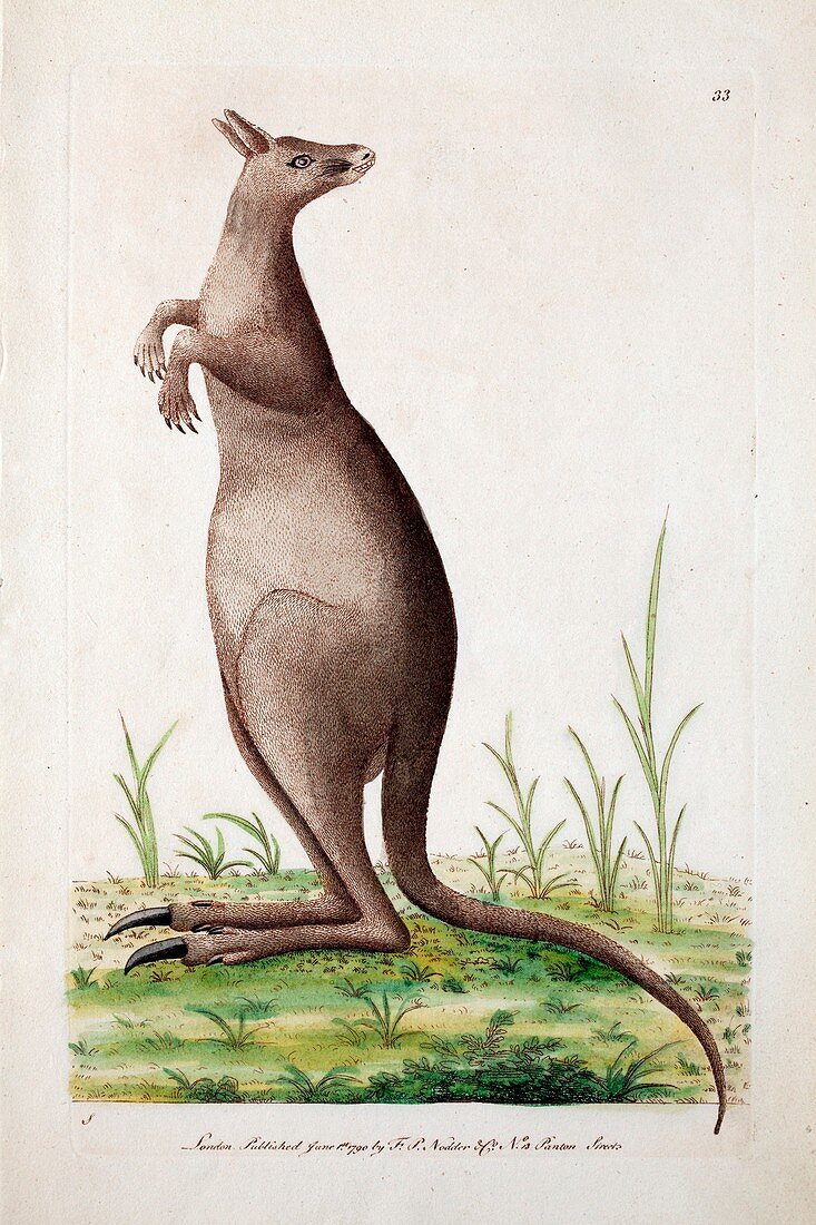 1790 Shaw Kangaroo early illustration