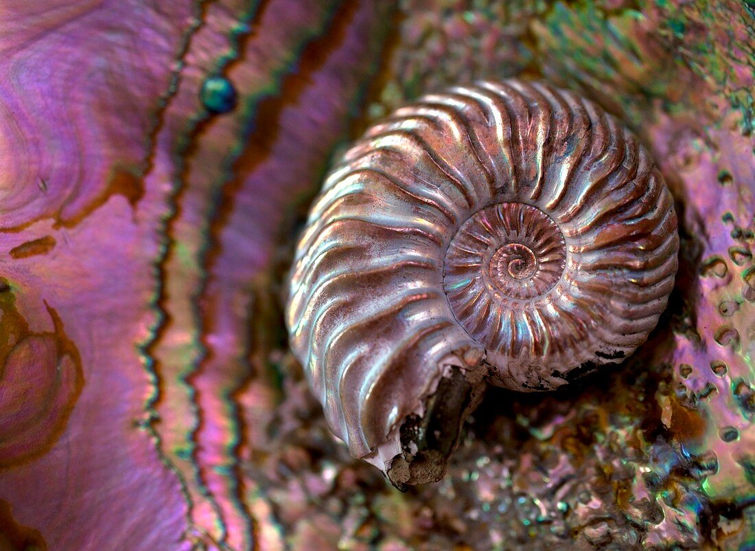 Structural colour ammonite modern abalone