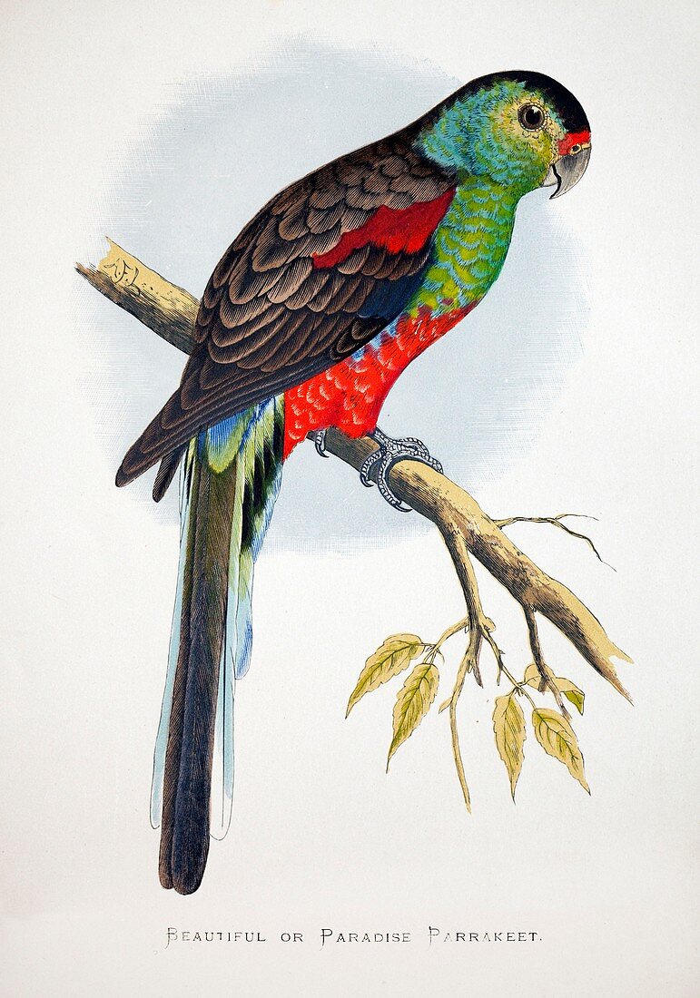 1887 Extinct Australian Paradise Parrot