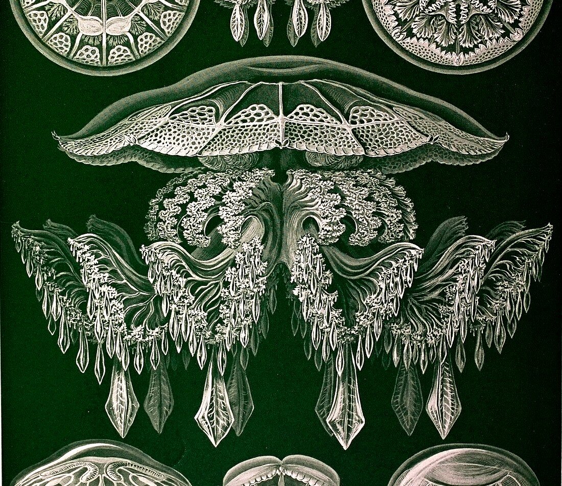 1904 Haeckel's mistress Frida's Jellyfish