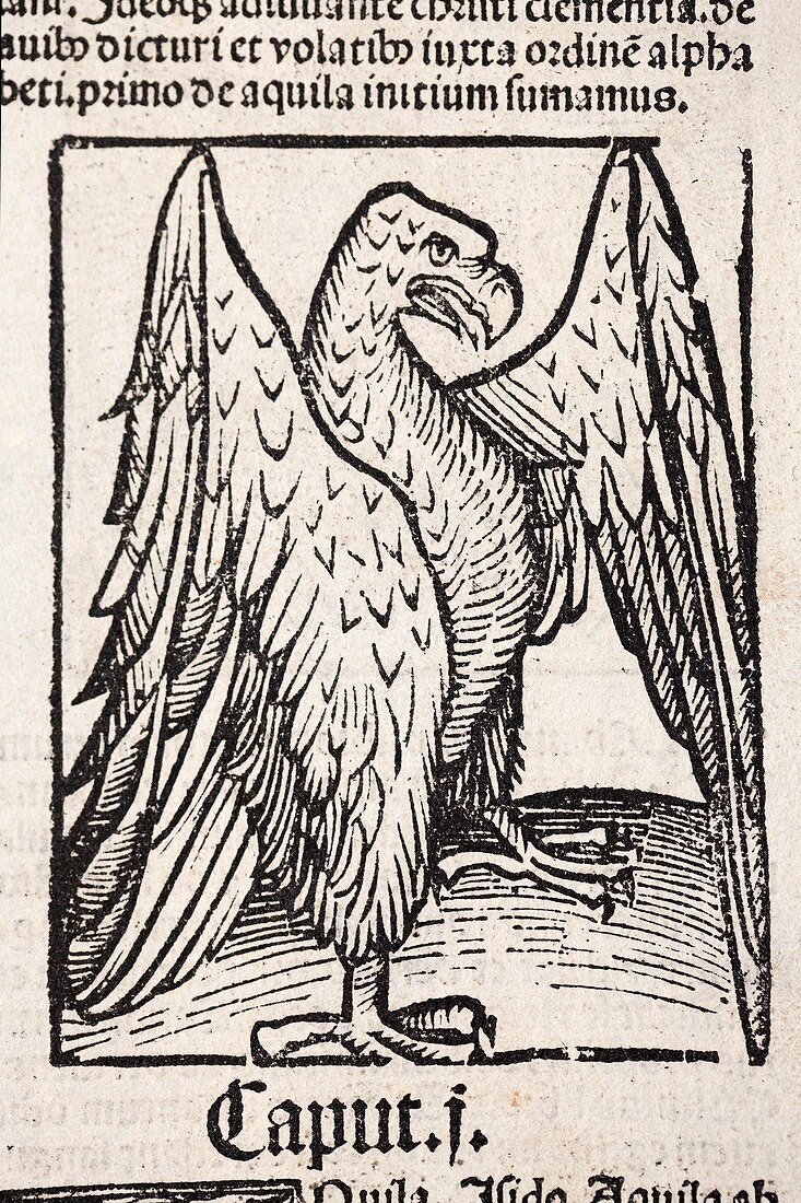 1491 Eagle from Hortus Sanitatis