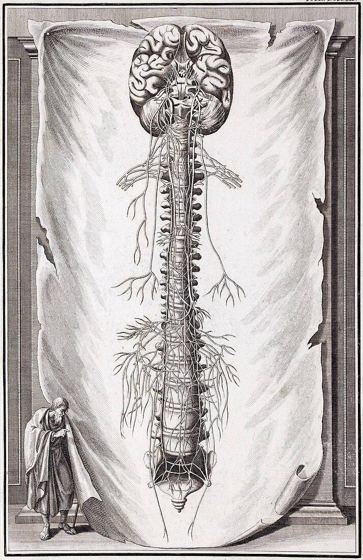 1731 Human brain spine dissection vesling