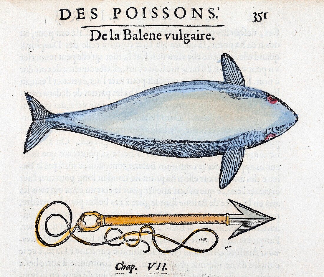 1554 Rondelet Whale and Whaling Harpoon