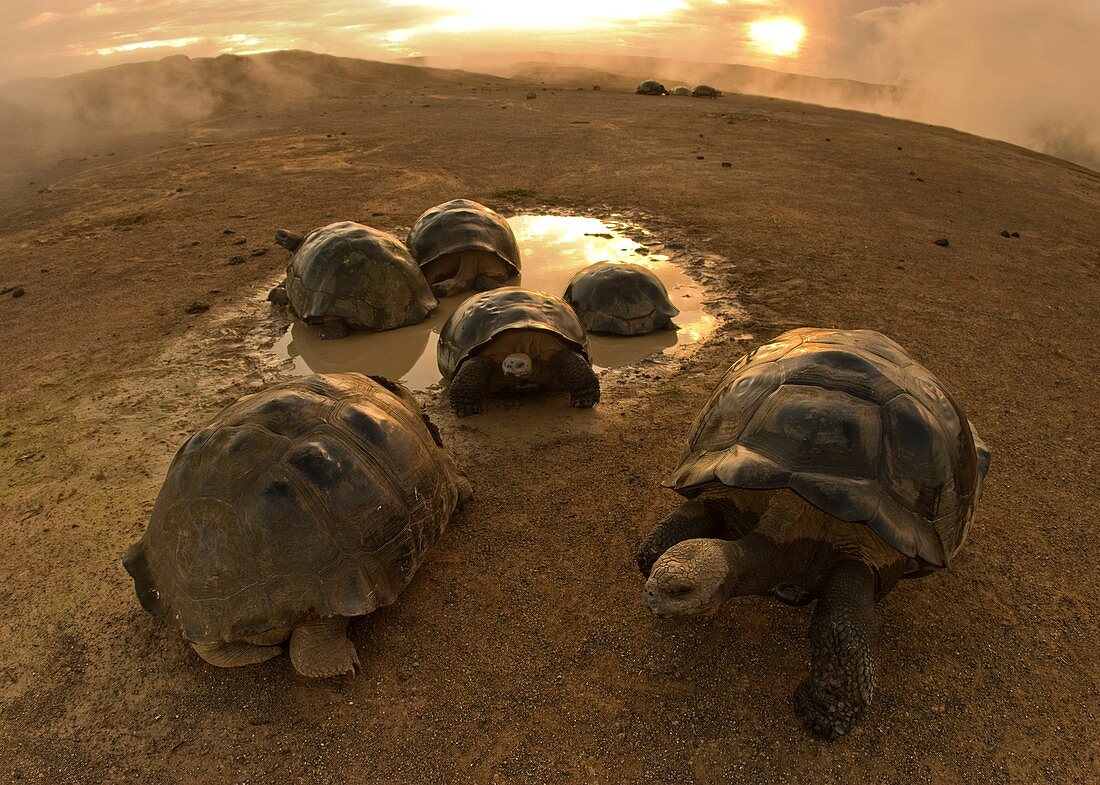 Giant Galapagos Tortoise Volcano day
