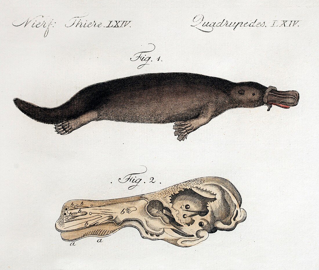 1798 Bertuch Platypus first image colour