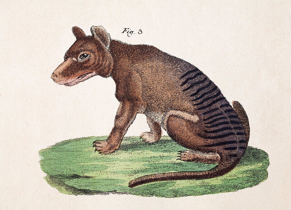 1821 Bertuch Harris Thylacine first color